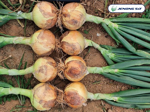 Jenong S&T_Korean Onion Varieties